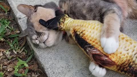 Cat Enjoys a Face Massage from Stuffed Fish Toy
