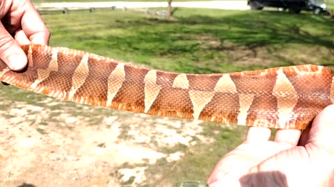 TANNING SNAKE SKIN (Teaser)