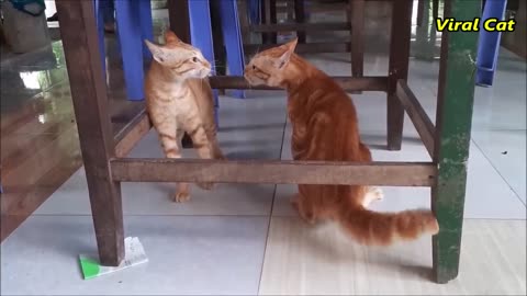 Cats Fighting and Meowing