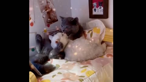 Cute animals #Cat#Cute#Short#Trending#Viral#shortvideo#Trendingvideo