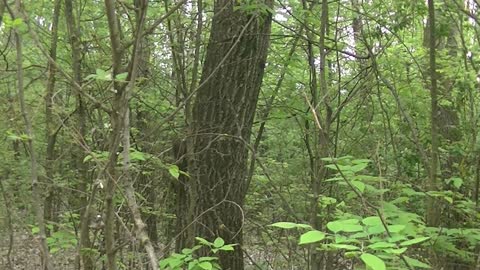 The Tree-Dwelling Jumper: Encounter with the Curious Squirrel