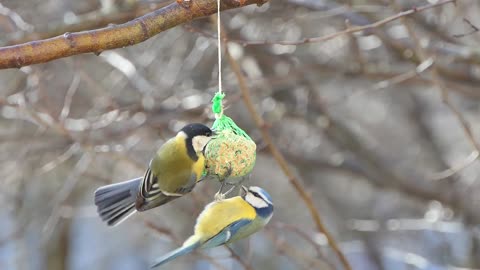 Birds eat and have fun