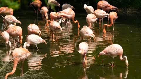 flamingos #albertstuff #bhfyp #flamingobeach