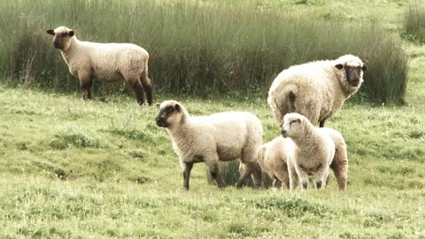 Curious Sheep On Grassy Hillside