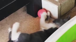 Small Kitten Got her Playing Ball Stuck