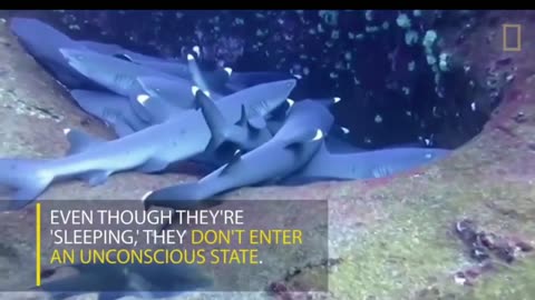 Rest Time, Sharks Are Sleeping #shorts #viral #shortsvideo #video