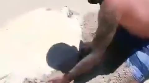 saving upside-down turtle in the beach by baby and two men