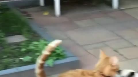 Poor cat freaks out 😂