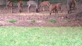 Deer browsing around the house