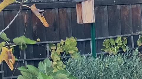 Sharp-shinned Hawk on the fence