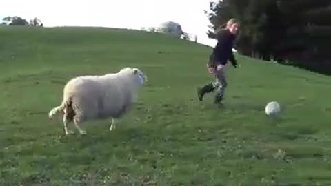 This Amazing Sheep can play football perfectly, Hilarious!