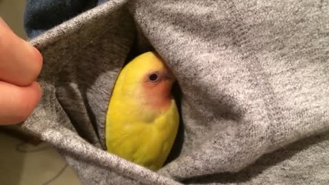 A small bird in my pocket