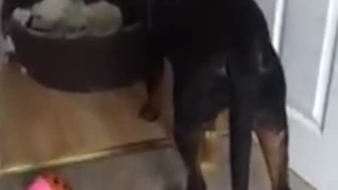 Rottweiler Caught Eating His Bed Watch The Reaction