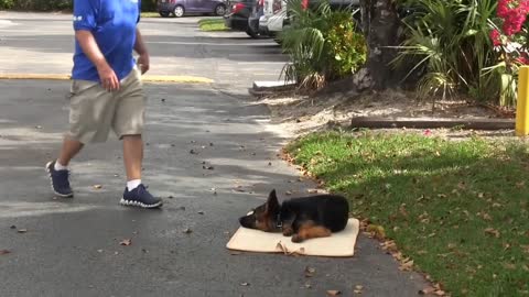 Teach your dog The BED command ( Using Positive Dog Training)