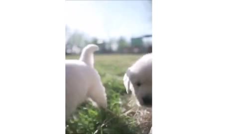 #How you respond to four weeks cute golden retriever puppies #shorts video
