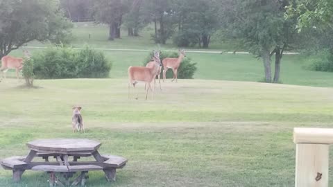 Excited Puppy Plays With Herd Of Wild Deer