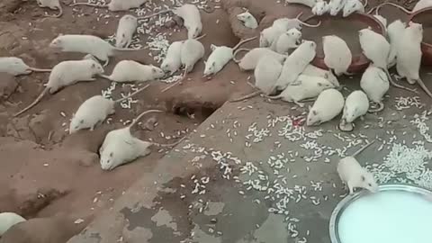 White rats