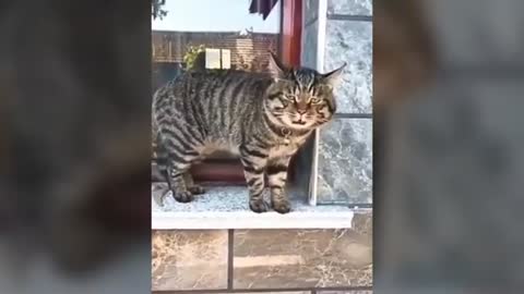 Cat speaking!! This cat can speak English more than human