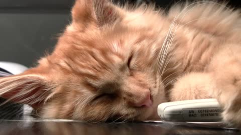sleep cute cat videos 2021