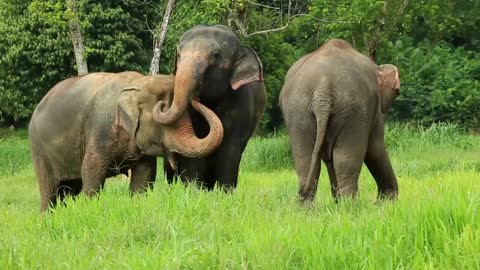 Elephant || prehistory || wild animals