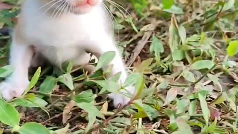 kitten Meowing - Kitten Walk With Baby Rabbits