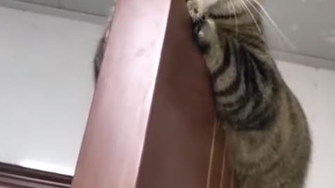 Ninja cat climbs a door