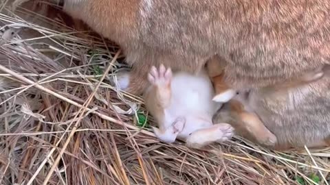 Witnessing the purest form of love as mama rabbit nourishes her little ones! 🐰💖