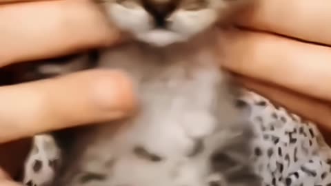 Cutest kitten makes you laugh and happy
