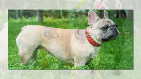 Best French Bulldog Harness