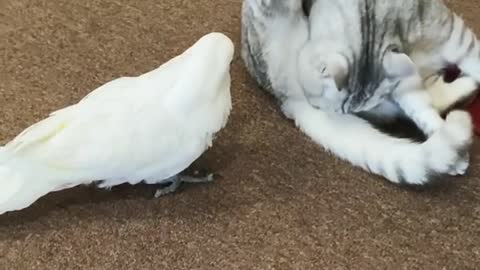 Parrot and cat disturbing each other