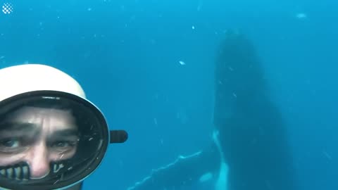 Giant Whale Jumps Out Nowhere Incredibly Close Whale Encounters.