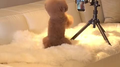 TikToks That Make You Go AAWWW ~ Funny Dogs of TIK TOK ~ Try Not to Laugh