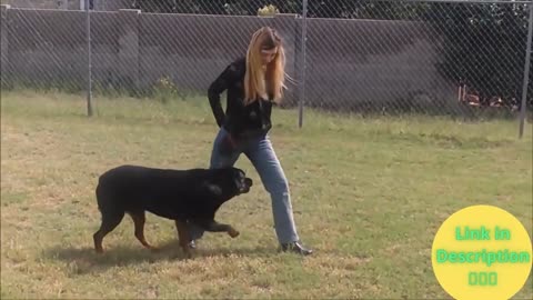 dog training video