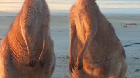 Two kangaroos enjoying the beach