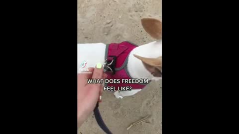A dog shows us what freedom feels like!