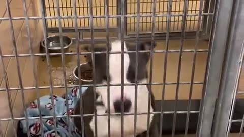 Shelter dog finds out he's going to be adopted