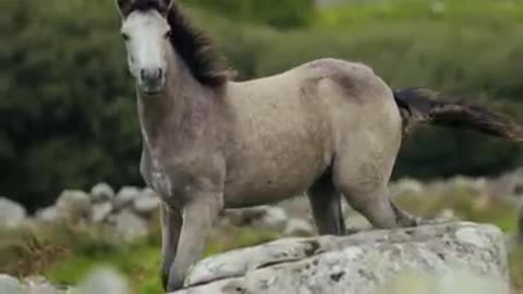 horse Slow running🐎🐎🐎🐎🐎 amazing video/animal video