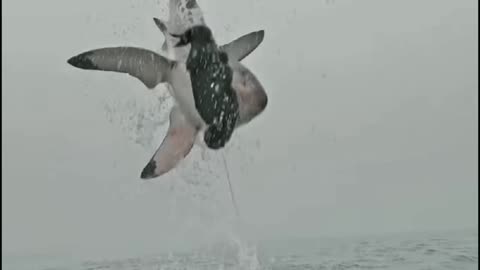 Big shark catching a fish and flying in air of ocean