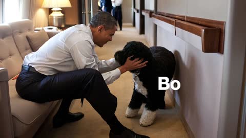 White House Dogs | United States dog for Basak01 2022