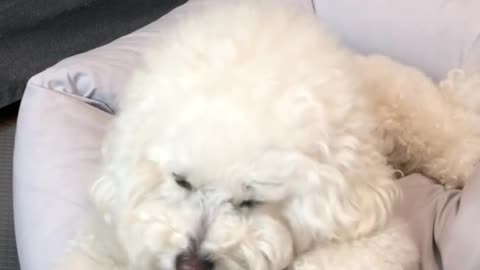 Poodle eating delicious snacks