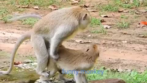 Funny omg# monkey video#funnist video