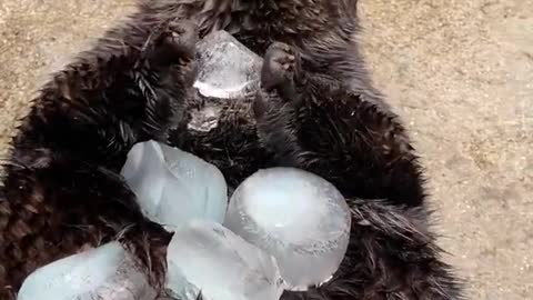 Pretty Sea Otter Eating Ice