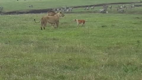 Pet Dog Picks A Fight With Two Lions