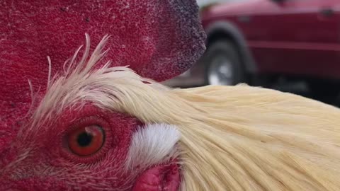 Closeup with Rooster #shorts #rooster #closeup #barnlife #animallover