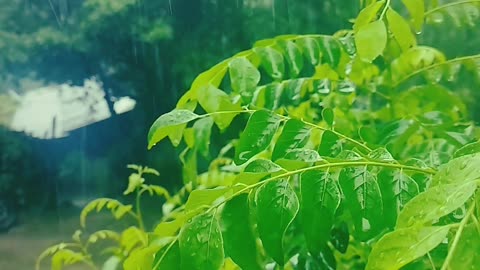 RAIN VIBES NATURE || FEEL THE MUSIC || NATURE123