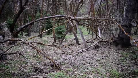 Sasquatch Shelter Near Campground