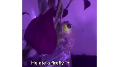 This is what happens when frog eats firefly for dinner