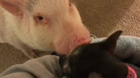 Pickle the Mini Pig meets new piglet addition