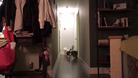 Cat misses doorway, crashes hard into wall
