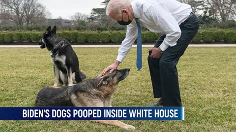 President Biden's Dog Poops On White House Floor